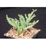 Euphorbia petricola (crest) 5-inch pots
