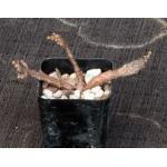 Euphorbia platyclada 2-inch pots