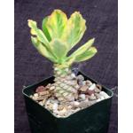Euphorbia poisonii (variegate) 4-inch pots