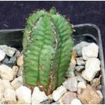 Euphorbia polygona 3-inch pots