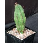 Euphorbia polygona 5-inch pots