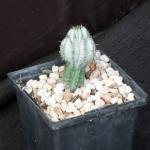Euphorbia polygona var. nivea 5-inch pots