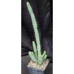 Euphorbia proballyana one-gallon pots