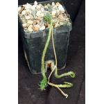 Euphorbia pseudoglobosa 4-inch pots