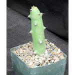 Euphorbia qarad 5-inch pots
