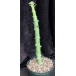 Euphorbia qarad 8-inch pots