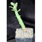 Euphorbia qarad one-gallon pots