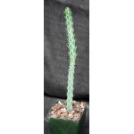 Euphorbia quadrangularis 4-inch pots
