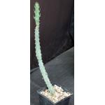 Euphorbia quadrangularis (WY 1126) 5-inch pots