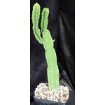 Euphorbia quadrialata one-gallon pots