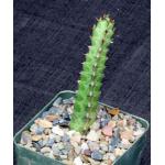Euphorbia quadrialata 4-inch pots