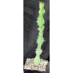 Euphorbia quinquecostata (Kichich form) 5-inch pots