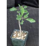 Euphorbia razafindratsirae 3-inch pots