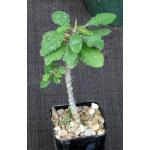 Euphorbia razafindratsirae 2-inch pots