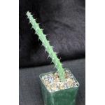 Euphorbia reclinata (WY 1121) 4-inch pots