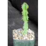 Euphorbia restricta 4-inch pots