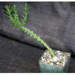 Euphorbia richardsiae ssp. richardsiae 4-inch pots