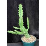 Euphorbia robecchii 8-inch pots