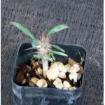 Euphorbia rossii 2-inch pots