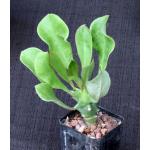 Euphorbia royleana2-inch pots