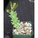 Euphorbia royleana 4-inch pots