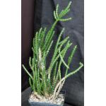Euphorbia rubrimarginata one-gallon pots