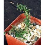 Euphorbia sakarahensis 4-inch pots