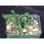 Euphorbia sakarahensis 4-inch pots