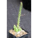 Euphorbia saxorum 2-inch pots