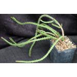 Euphorbia saxorum 5-inch pots