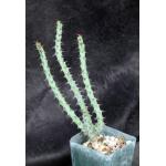 Euphorbia schinzii 4-inch pots