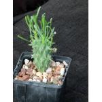 Euphorbia schoenlandii 4-inch pots