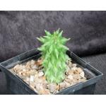 Euphorbia schoenlandii 5-inch pots