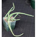 Euphorbia septentrionalis 4-inch pots