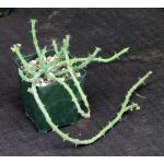 Euphorbia septentrionalis var. gamugofana 4-inch pots
