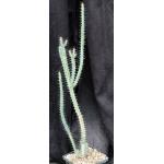 Euphorbia serendipida 5-inch pots