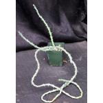 Euphorbia similiramea 4-inch pots