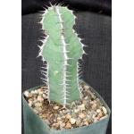 Euphorbia sp. not virosa(Palmwag Road, Namibia) 5-inch pots