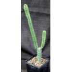 Euphorbia heterospina (Laikipia Plateau, Kenya) 5-inch pots