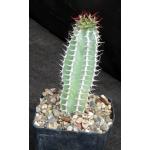 Euphorbia sp. not virosa(Palmwag Road, Namibia) 5-inch pots