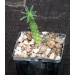 Euphorbia sp. spiraling hybrid 4-inch pots