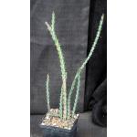 Euphorbia greenwayii 5-inch pots