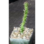 Euphorbia sp. aff. immersa (L&H 10365) 4-inch pots