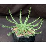 Euphorbia sp. aff. gorgonis (GM 224) 5-inch pots