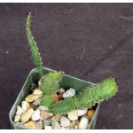 Euphorbia stellata 2-inch pots