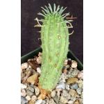 Euphorbia stellispina 4-inch pots