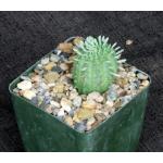 Euphorbia stellispina 4-inch pots