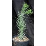 Euphorbia stenoclada ssp. stenoclada 2-gallon pots