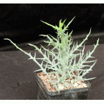 Euphorbia stenoclada ssp. stenoclada 5-inch pots