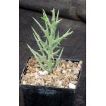 Euphorbia stenoclada ssp. stenoclada 5-inch pots